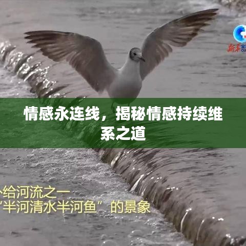 情感永連線，揭秘情感持續(xù)維系之道