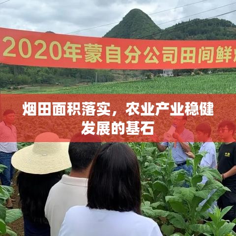 煙田面積落實(shí)，農(nóng)業(yè)產(chǎn)業(yè)穩(wěn)健發(fā)展的基石