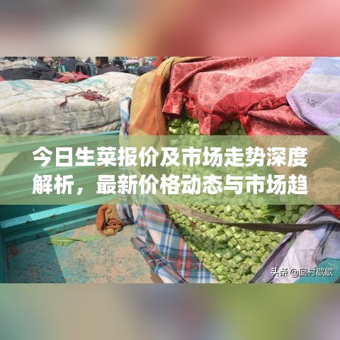 今日生菜報價及市場走勢深度解析，最新價格動態(tài)與市場趨勢一網(wǎng)打盡