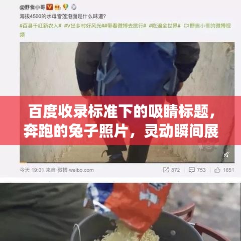 百度收錄標(biāo)準(zhǔn)下的吸睛標(biāo)題，奔跑的兔子照片，靈動(dòng)瞬間展現(xiàn)活力魅力！