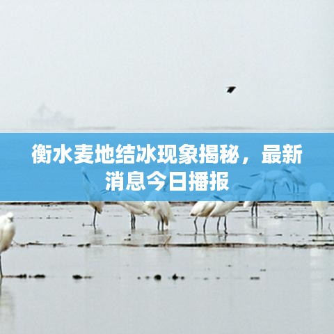 衡水麥地結(jié)冰現(xiàn)象揭秘，最新消息今日播報(bào)