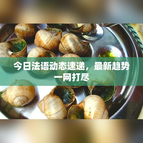 今日法語動態(tài)速遞，最新趨勢一網(wǎng)打盡