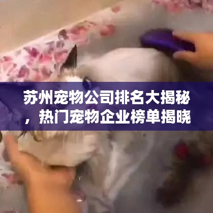 蘇州寵物公司排名大揭秘，熱門寵物企業(yè)榜單揭曉！