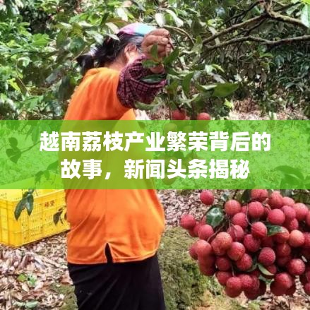 越南荔枝產(chǎn)業(yè)繁榮背后的故事，新聞?lì)^條揭秘