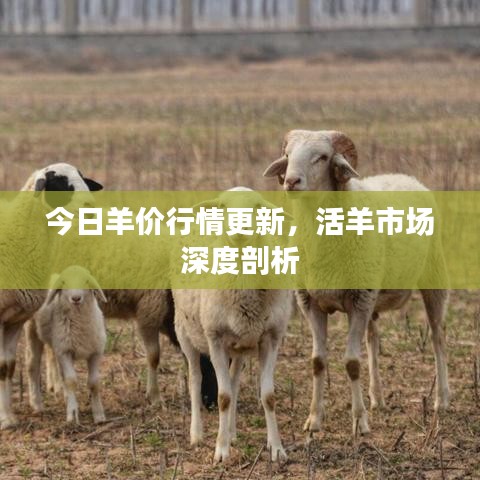 今日羊價行情更新，活羊市場深度剖析