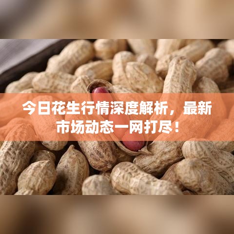 今日花生行情深度解析，最新市場動態(tài)一網(wǎng)打盡！