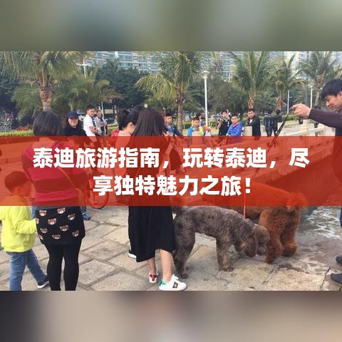 泰迪旅游指南，玩轉(zhuǎn)泰迪，盡享獨(dú)特魅力之旅！