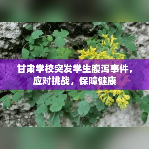 甘肅學(xué)校突發(fā)學(xué)生腹瀉事件，應(yīng)對挑戰(zhàn)，保障健康