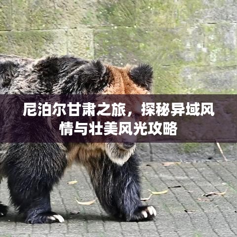 尼泊爾甘肅之旅，探秘異域風(fēng)情與壯美風(fēng)光攻略