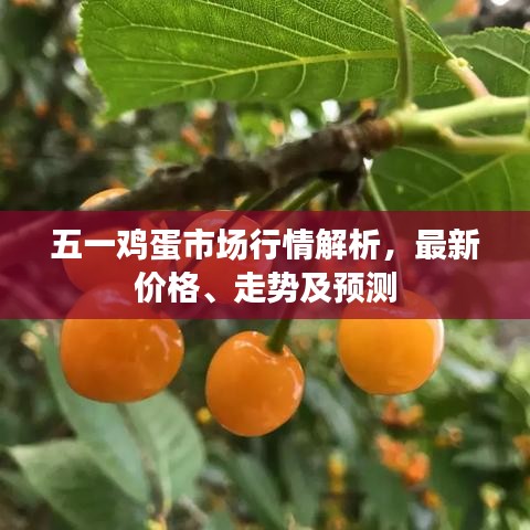 五一雞蛋市場(chǎng)行情解析，最新價(jià)格、走勢(shì)及預(yù)測(cè)