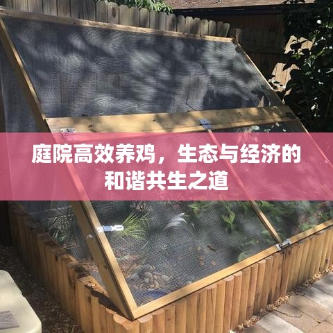 庭院高效養(yǎng)雞，生態(tài)與經(jīng)濟(jì)的和諧共生之道