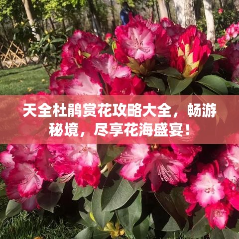 天全杜鵑賞花攻略大全，暢游秘境，盡享花海盛宴！