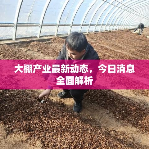 大棚產(chǎn)業(yè)最新動(dòng)態(tài)，今日消息全面解析