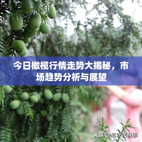 今日橄欖行情走勢(shì)大揭秘，市場(chǎng)趨勢(shì)分析與展望