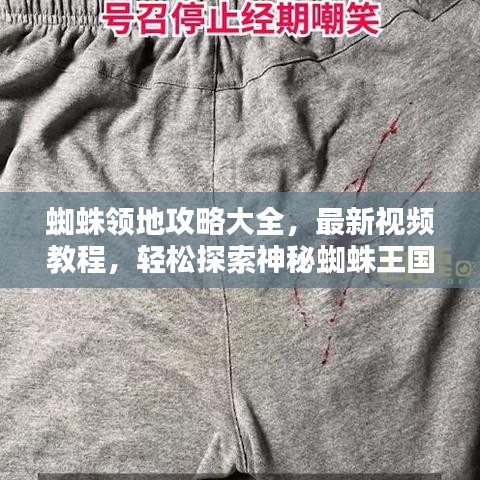 蜘蛛領(lǐng)地攻略大全，最新視頻教程，輕松探索神秘蜘蛛王國(guó)！