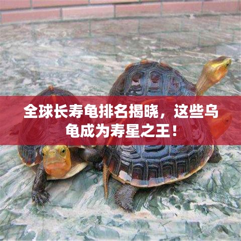 全球長壽龜排名揭曉，這些烏龜成為壽星之王！