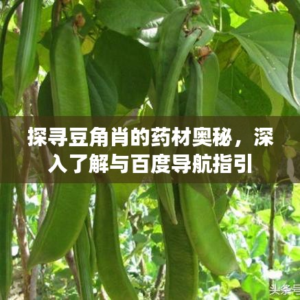 探尋豆角肖的藥材奧秘，深入了解與百度導(dǎo)航指引
