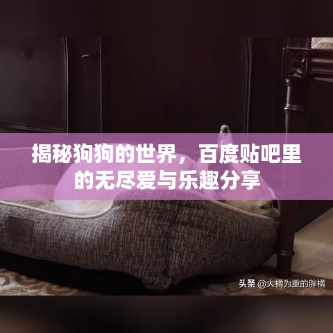 揭秘狗狗的世界，百度貼吧里的無(wú)盡愛(ài)與樂(lè)趣分享